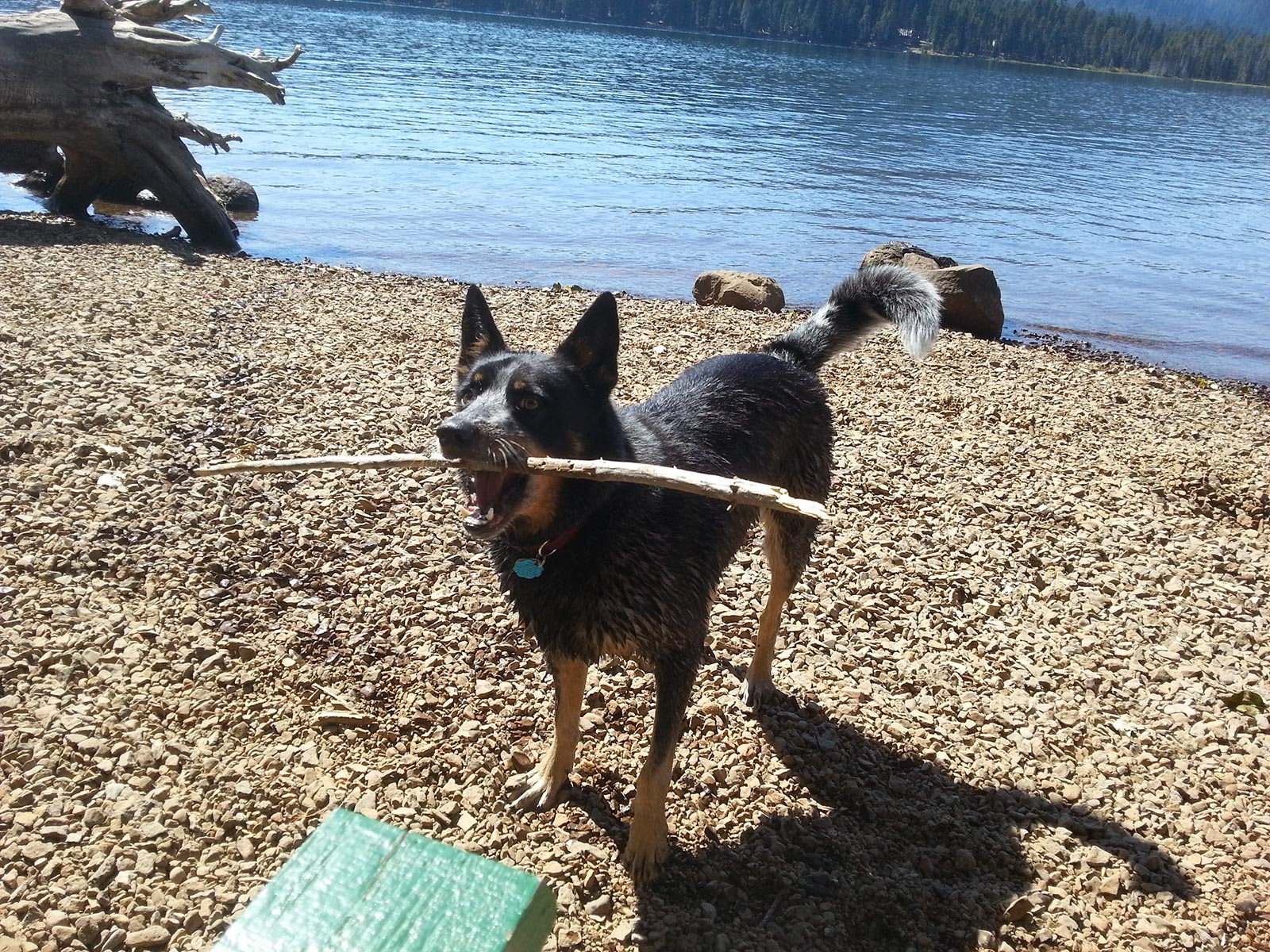 Brio the stick hound - So many sticks, so little time.